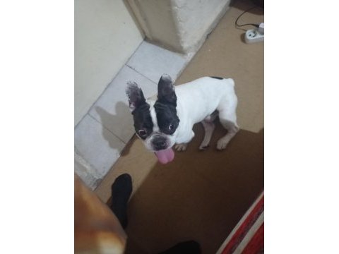 Fransız bulldog 2 yaşında yetişkin