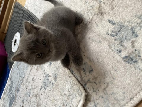 British shorthair gri kedimiz