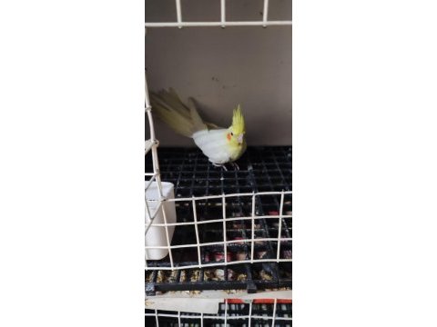 Erkek lutino sultan papağanı bir yaşında