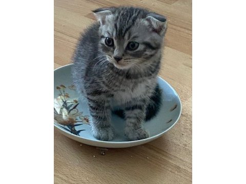 Scottish fold yavrumuza yuva arıyoruz