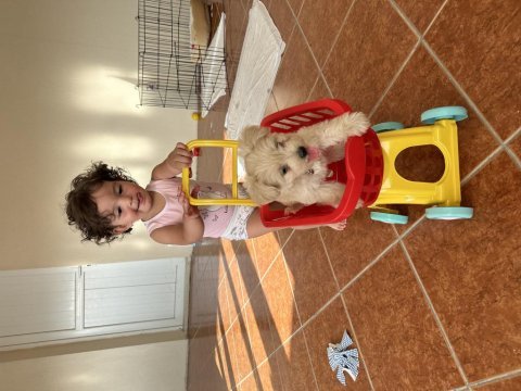 2,5 aylık dişi maltipoo terrier