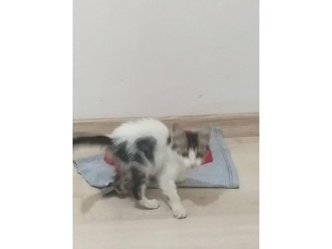 Yavru sokak kedisi