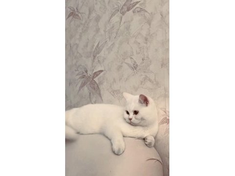 British shorthair pamuk yeni sahibini arıyor