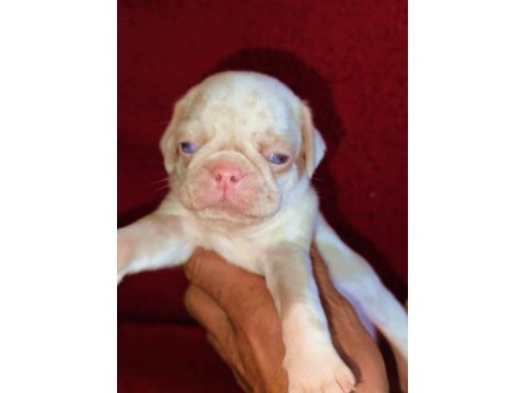 Egzotik renk pug mops köpekler