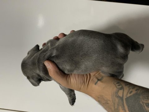 Blue french bulldog