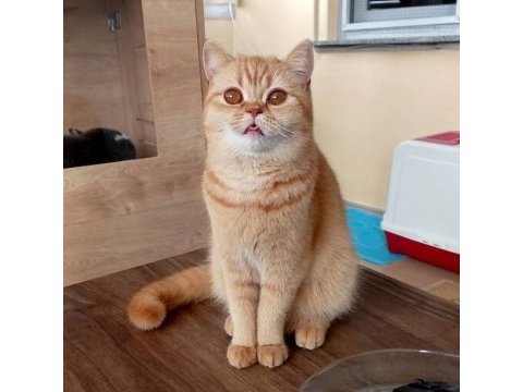 Yetişkin british shorthair red kısır dişi