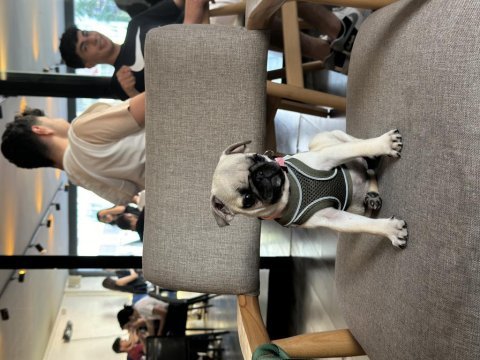 Pug yavrusu 3 aylık saf kan tuvalet eğitimli