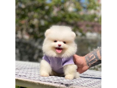 Pomeranian boo 2.5 aylık dişi erkek