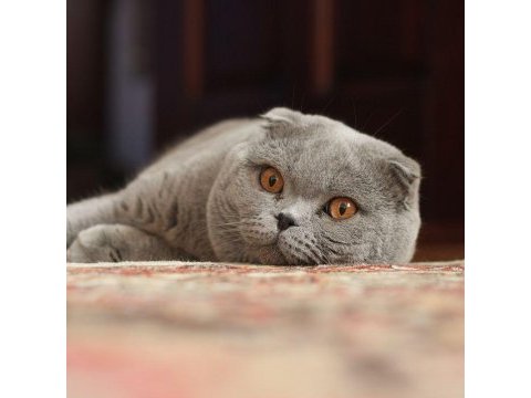 Scottish fold kızımıza yuva