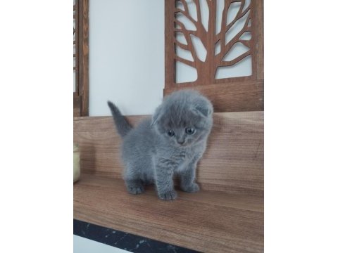 Orjinal ırkta, nadir bulunan bir cins scottish longhair