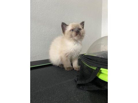 İkiz kedi dişi ve erkek