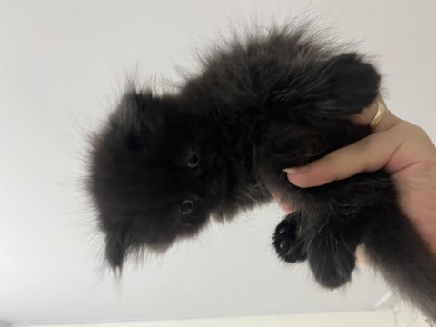 2 aylık british longhair