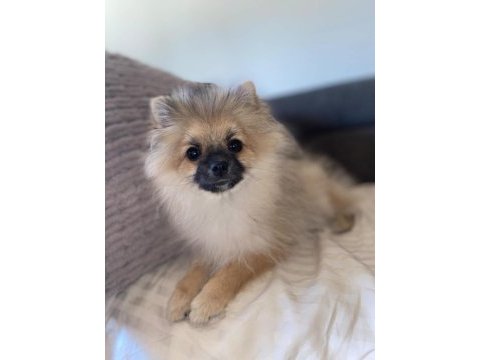 Pomeranian yavrularımız
