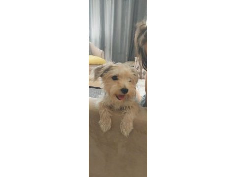 6 aylık erkek yorkshire terrier