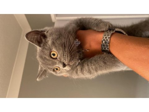 British shorthair yavrularımız