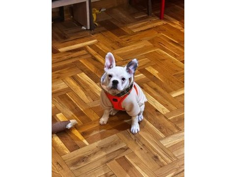 Eğitimli aşılı french bulldog
