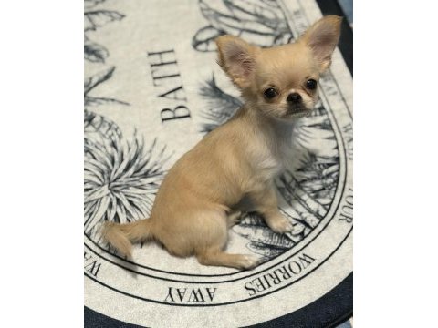 Chihuahua 4 aylık