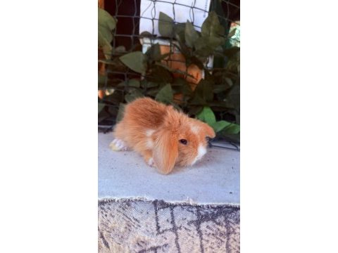 Safkan hollanda teddy lop tavşanları