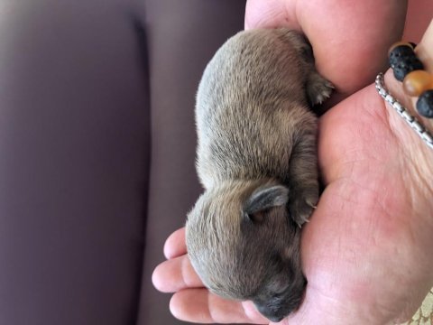 Orjinal eşsiz güzellikte chihuahua yavrularımız