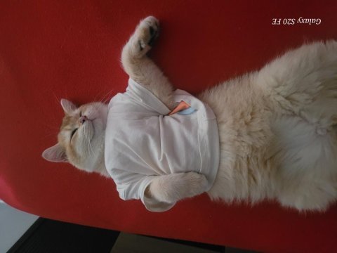 British shorthair golden ny12