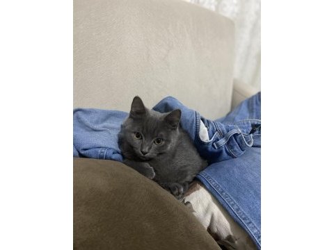 Antalya yavru british shorthair