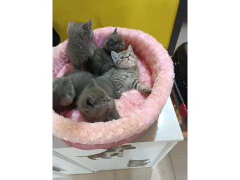 Biblo gibi british shorthair kediler