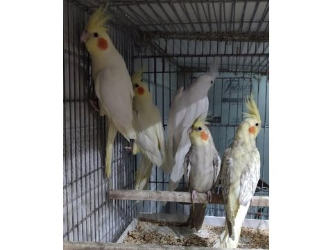 Teslime hazır sultan papağanları yetişen alır