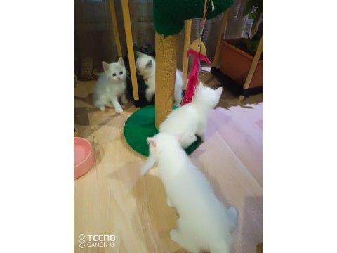 Kediler siz yeni ailelerini bekliyor