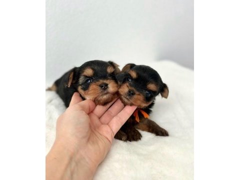 1.250 gr yorkshire terrier yavrular uygun