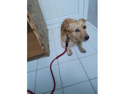 Köpeğimize güvenilir sahip