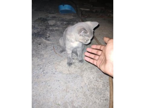 Calico yavru kedimiz