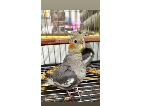 Yeni yeme düşmüş bebek sultan papağanları sakarya