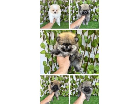 Pomeranian boo 4 dişi 1 erkek