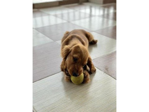 3 buçuk aylık american cocker