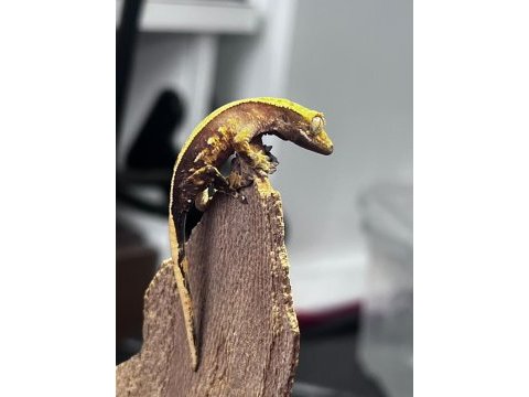 Crested gecko sahiplendirme