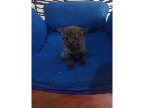 Sahiplendirilecek scottish fold