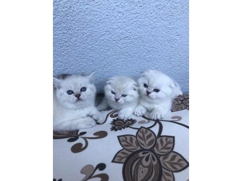 Scottish fold & british blue point