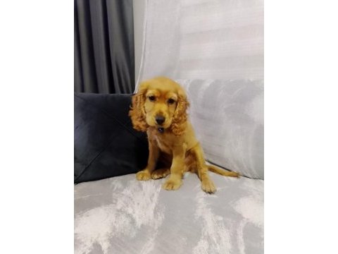 4 aylık english cocker
