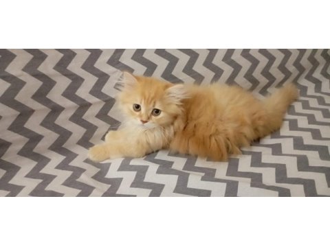 Longhair yavru kedimiz