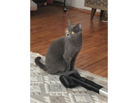 Safkan dişi british shorthair