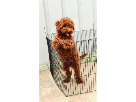 Browni poodle köpeğimiz için yuva