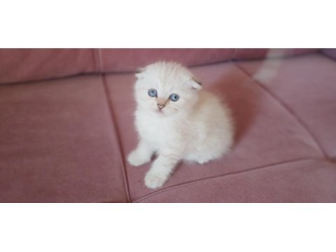 Scottish fold dişi yavrum yeni sahiplerini bekliyor