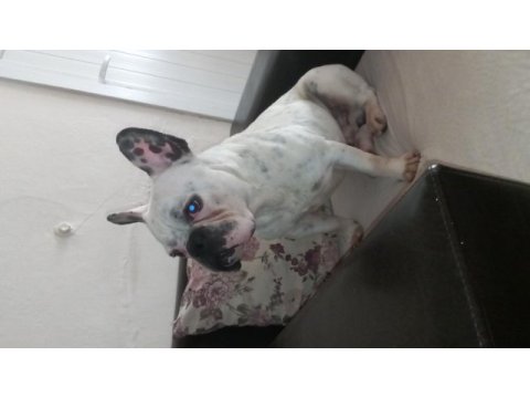 Fransız bulldog eve ve dışarıya uyumlu