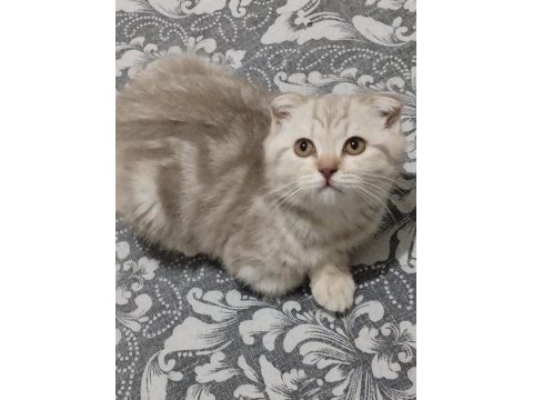 Scottish fold aşıları yapılmış
