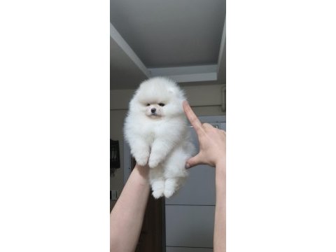 Üst kalite ayı surat pomeranian boo (dişi)
