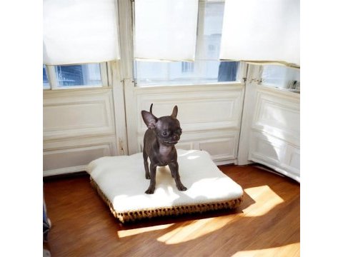 Özel teacup chihuahua yavrusu şimdi sahip olsun