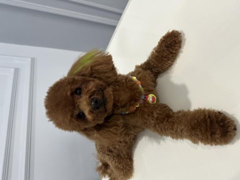 Toy poodle 1 numara erkek