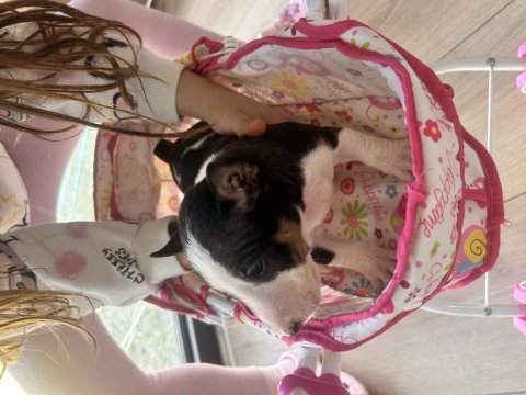 A secereli minyatür bull terrier yavruları kıf-fcı kayıtlı