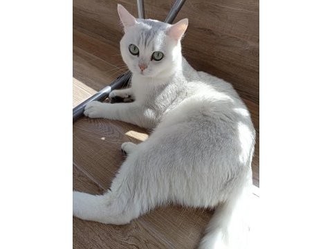Ücretsiz sahiplendirme 3 yaşında british shorthair