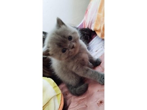 Elimizde 4 tane 2 siyah, 2gri saf kan kedileri mız var